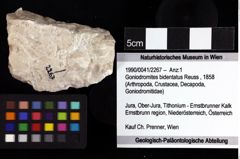 Foto (Objket + Etiketten) von Goniodromites bidentatus (Reuss, 1858) 